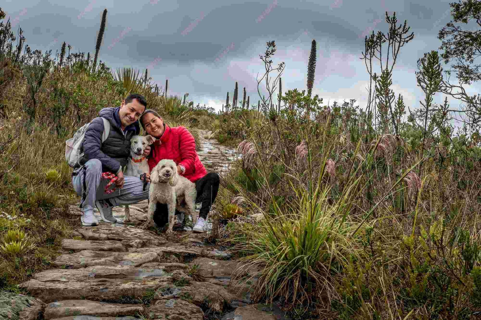 Paws on the Path: How to Prepare Your Dog for a Hiking Vacation